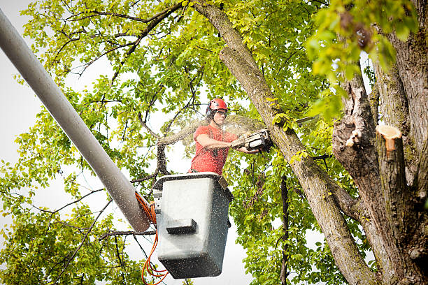 Best Large Tree Removal  in Goose Creek Village, VA